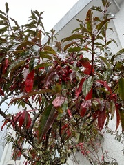 Photinia niitakayamensis