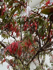 Photinia niitakayamensis