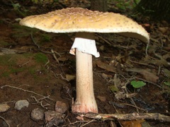 Amanita amerirubescens