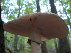 Amanita amerirubescens