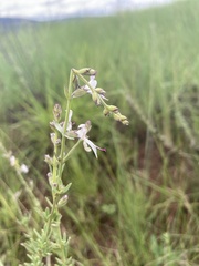 Syncolostemon parviflorus