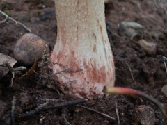 Amanita amerirubescens