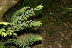 Englerodaphne ovalifolia