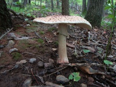 Amanita amerirubescens