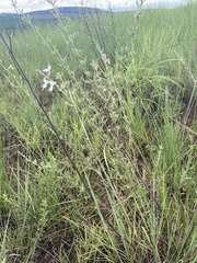 Syncolostemon parviflorus