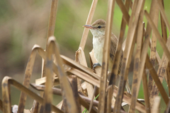 Acrocephalus orientalis