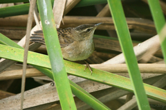Helopsaltes certhiola