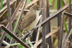 Acrocephalus orientalis