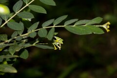 Englerodaphne ovalifolia