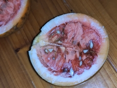 Melodinus suaveolens