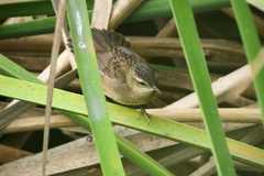 Helopsaltes certhiola