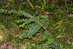 Englerodaphne ovalifolia