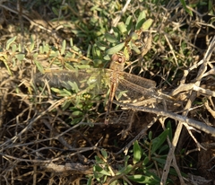 Anax ephippiger