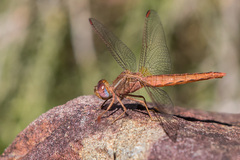 Crocothemis sanguinolenta