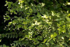 Englerodaphne ovalifolia