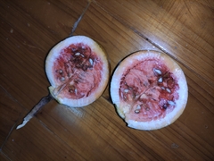 Melodinus suaveolens
