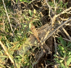 Anax ephippiger