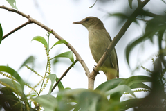 Acrocephalus orientalis