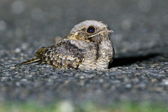 Caprimulgus asiaticus