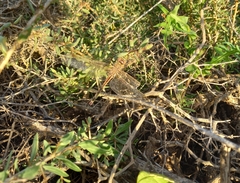 Anax ephippiger