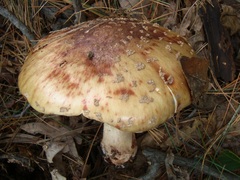 Amanita amerirubescens