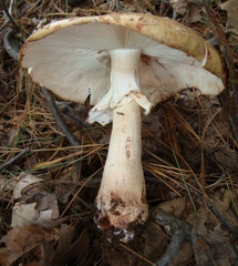 Amanita amerirubescens