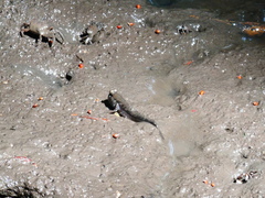 Periophthalmus argentilineatus