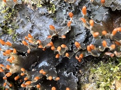 Peltigera neopolydactyla