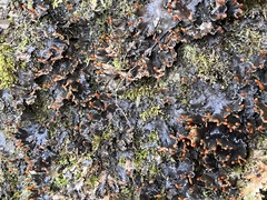 Peltigera neopolydactyla