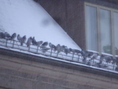 Columba livia domestica