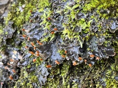 Peltigera neopolydactyla