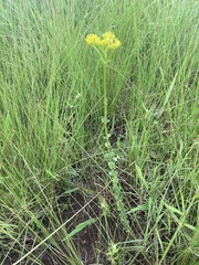 Sebaea sedoides