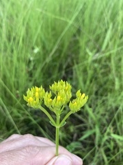 Sebaea sedoides
