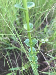 Sebaea sedoides