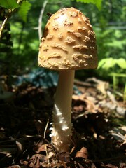 Amanita amerirubescens
