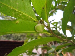 Annonaceae