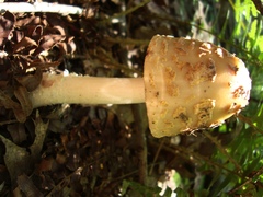 Amanita amerirubescens