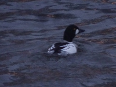 Bucephala clangula