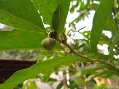 Annonaceae