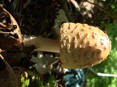 Amanita amerirubescens