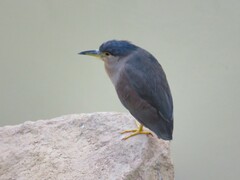 Nycticorax nycticorax nycticorax