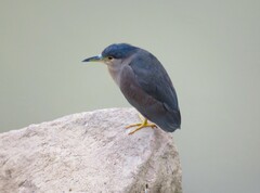 Nycticorax nycticorax nycticorax