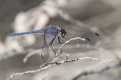 Trithemis furva