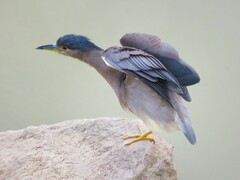 Nycticorax nycticorax nycticorax