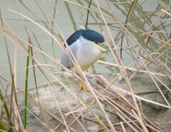 Nycticorax nycticorax nycticorax