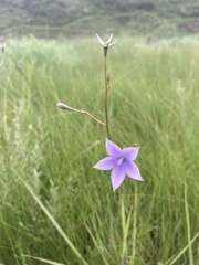 Wahlenbergia undulata