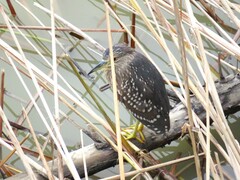 Nycticorax nycticorax nycticorax