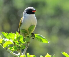 Coccopygia melanotis