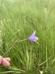 Wahlenbergia undulata