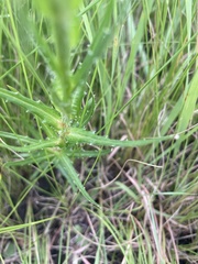Wahlenbergia undulata